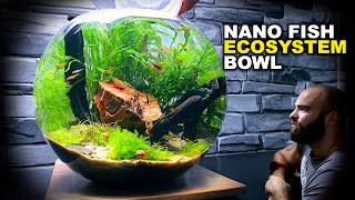 Nano Fish Ecosystem Bowl AMAZING NO WATER CHANGE amp No Filter Aquarium Aquascape Tutorial [upl. by Dempsey]