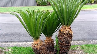 vegetative propagation in palm funscienceforkids funwithlearning punjabschooleducation [upl. by Ashby]