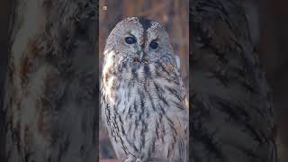 Tawny Owl Sounds [upl. by Aikaz]