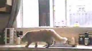 Cat behavior problem solution the ssscat [upl. by Jeuz]