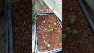 Dahlia seed germination dahlias villagegarden gardening ytshorts nature shortvideo shorts [upl. by Dexter995]