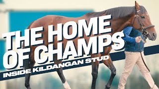 The Home Of Champions  Inside DarleyGodolphins Irish Stud  Irish Stallion Trail [upl. by Hilly815]