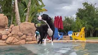 Happy Great Dane Enjoys Her First Waterfall Dip amp Sip [upl. by Yrekaz]