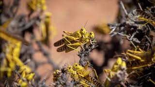 Africa Locust Infestation [upl. by Enirhtac764]