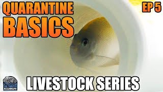 Fish Quarantine Basics  Livestock Series [upl. by Hacim188]