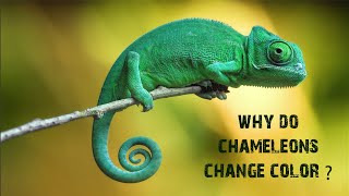 Why do chameleons change color [upl. by Ttemme]