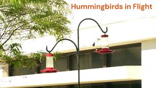 Hummingbirds in Flight Hummingbirds [upl. by Dasi]