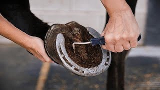 How to Clean a Horse’s Hooves Horse Hoof Cleaning Explained [upl. by Swan]