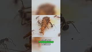 Mantis Religiosa vs Hormigas ¡Batalla Épica shortsviral [upl. by Niac]