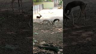 Deers 🦌 fighting for lady deer💕🤯🤯🤯 love animals shorts [upl. by Savill289]