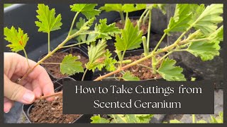 How to Overwinter Scented Geraniums Cuttings Digging and Potting Chocolate amp Citrus Varieties [upl. by Littlejohn24]