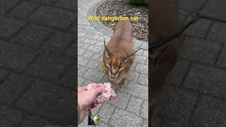 wildcatshortfeed shortvideo animals wildlifes viralvideo nature tigerlion nature india cat [upl. by Allak139]