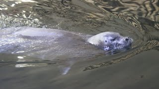 Phoque Barbu amp Phoques Annelé  Bearded Seal amp Ringed Seals  Oceanopolis Brest [upl. by Teragram]