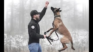 THE BELGIAN MALINOIS  HOW TO TRAIN YOUR PUPPY [upl. by Acus273]