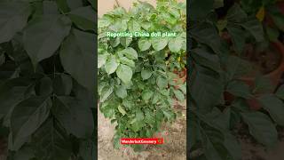 Repotting China doll  Radermachera sinica🌳 shorts plants ytshorts indoorplants song [upl. by Adihaj]