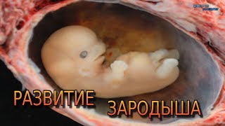 Развитие зародыша человека  Development of the human embryo [upl. by Assetan121]