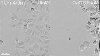 29CytochalasinD affects to cell motility [upl. by Aya212]