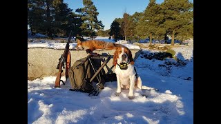 Fox hunting with norwegian halden hound 120221 [upl. by Siramad]