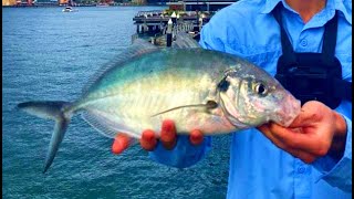 Fishing with LIVE PRAWNS Sydney Harbour Fishing Action [upl. by Kuth]