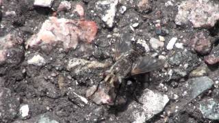 Tachinid Fly Tachinidae on Pavement [upl. by Dotti]