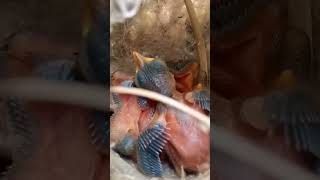 Feeding Time Frenzy Zitting Cisticola Babies in Action youtubeshorts shorts [upl. by Alaecim39]