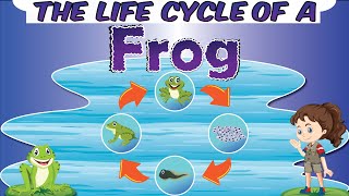 The Life Cycle of a Frog  Four Stages of Development  How a Tadpole Becomes a Frog [upl. by Aleel]