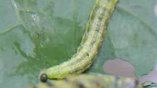 Caterpillar Leaves Excreta Behind [upl. by Weatherby]