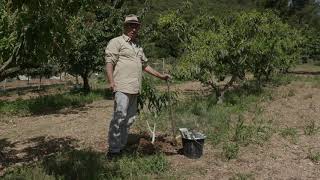 Pourquoi peinton le bas des arbres  Comment appliquer un badigeon pour soigner vos arbres [upl. by Sineray]