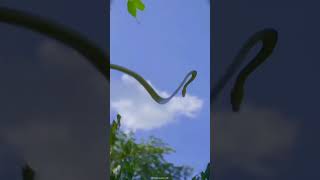 Flying Snake shorts shortvideo [upl. by Butte]