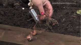 How to Plant Crocosmia Bulbs [upl. by Marijane]