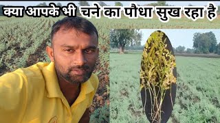 चने में उखटाकाली जड़ गलन की रोकथाम के लिए बेस्ट दवाईwilt amp collar root control in gramचने m wilt [upl. by Thirzi710]