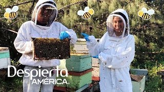 Maity vivió todo un día cuidando panales de abejas [upl. by Ahsimek]