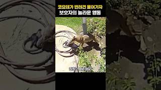 반려견이 코요테에게 잡혀가자 상상초월 주인의 행동 [upl. by Ap397]