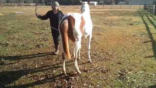 Equine Ataxia Need diagnosis part 1 [upl. by Ivetts]