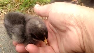 Sexlinked olive eggers using Birchen Marans and Cream Legbars [upl. by Halivah]