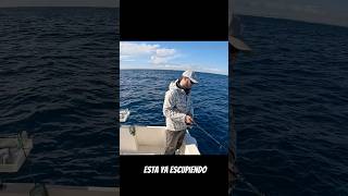 PICADON AL VIVO como se pone la slow de kalikunnan Pesca Fishing Vivo Denton [upl. by Ettelliw]