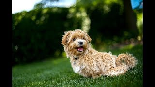 Maltipoo Facts  Puppies and Full Grown Dogs [upl. by Hsima]