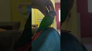 Yellow sided conure songs [upl. by Toomin150]