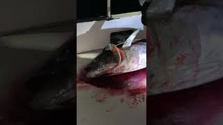 Bluefin Tuna Fishing aboard Tribute Sportfishing  Sneak Peek  Shorts [upl. by Enreval]