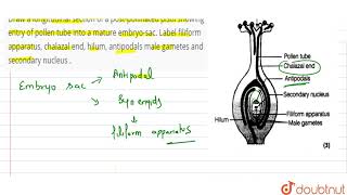 Draw a longitudinal section of a postpollinated pistil showing entry of pollen tube into a [upl. by Nyledaj]