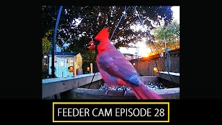 Garden Feeder Cam Ep 28 [upl. by Penland868]