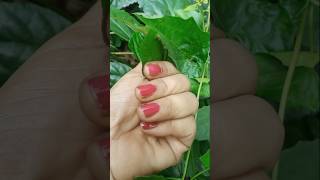 How to grow red hibiscus flower beautyful flower viral shorts 🌺🌺 [upl. by Travax]