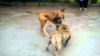 Tosa Inu vs Dogo Canario [upl. by Ratib]