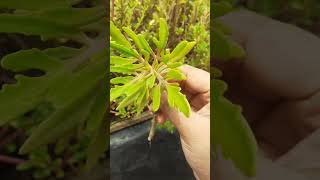 How to plant kalanchoe laciniatas cuttingnature gardenflowerplants gardenbeauty [upl. by Ramos]