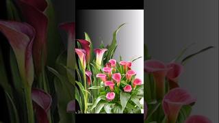 Calla lily plant making carrybagcraft india diy kerala craft abudhabi [upl. by Htnicayh230]