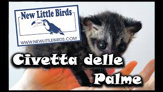 Civetta delle palme  zibetto delle palme quotNew Little Birdsquot [upl. by Loreen]