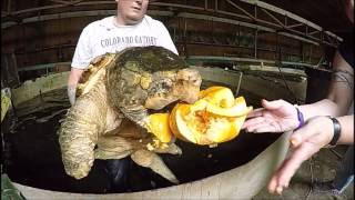 Kong The Alligator Snapping Turtle Bites Pumpkin [upl. by Nivonod508]