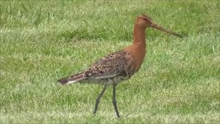 Blacktailed Godwit in Iceland [upl. by Niamreg]