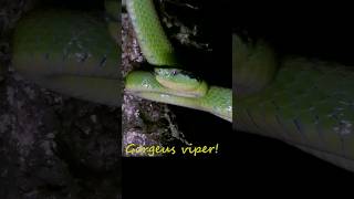 Gorgeous viper reptile venomous snake animals dangerous [upl. by Nomrej377]