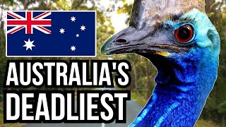 Top 5 Deadliest Animals in Australia [upl. by Lehpar]